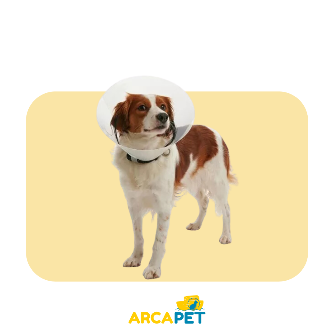 Collar isabelino Ajustable