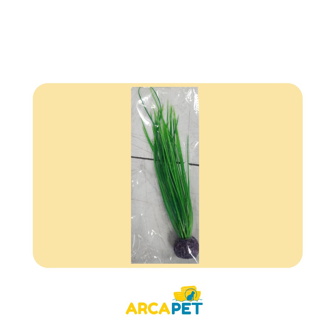 Plantas Decorativas Acuarios