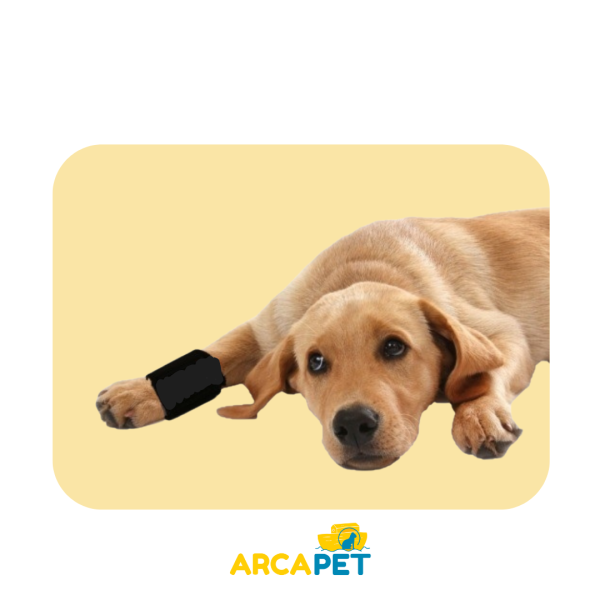 Faja Carpeana 10 X 20 cm