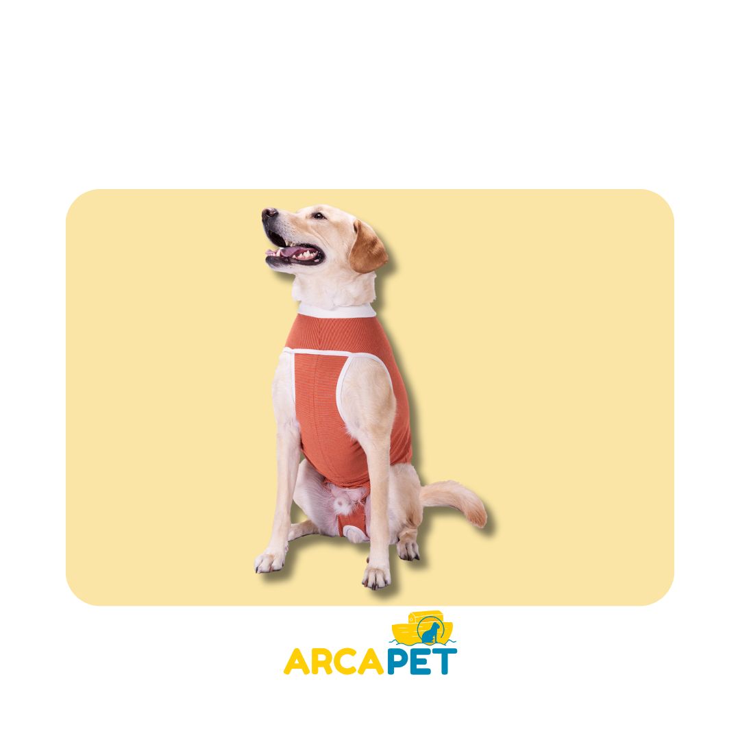 Body Cobre Kimba Castración Macho