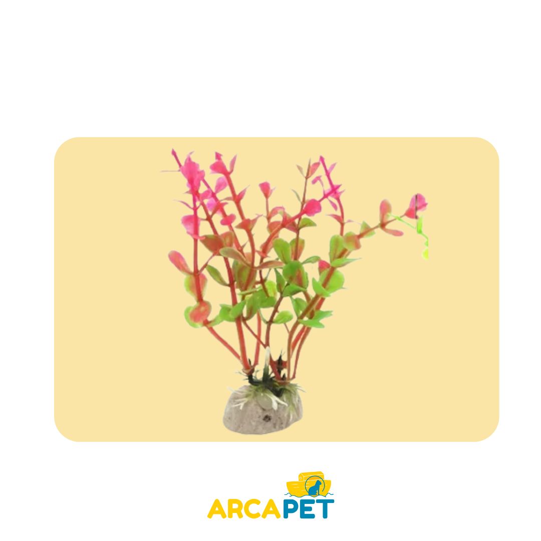 Plantas Decorativas Acuarios