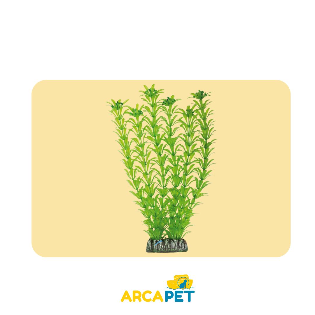 Plantas Decorativas Acuarios