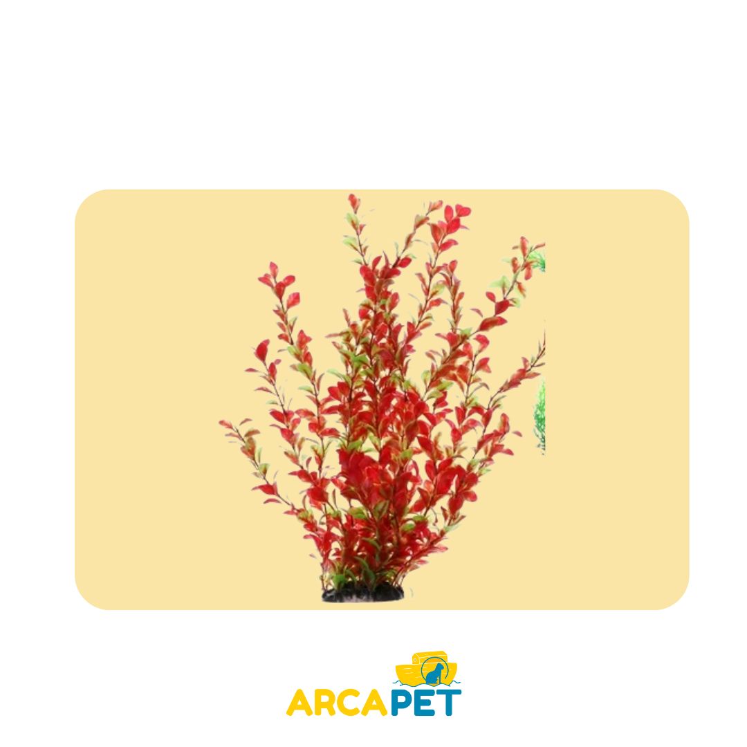 Plantas Decorativas Acuarios