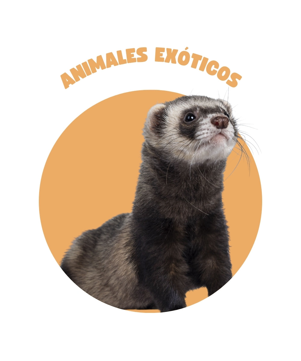 Animales Exóticos