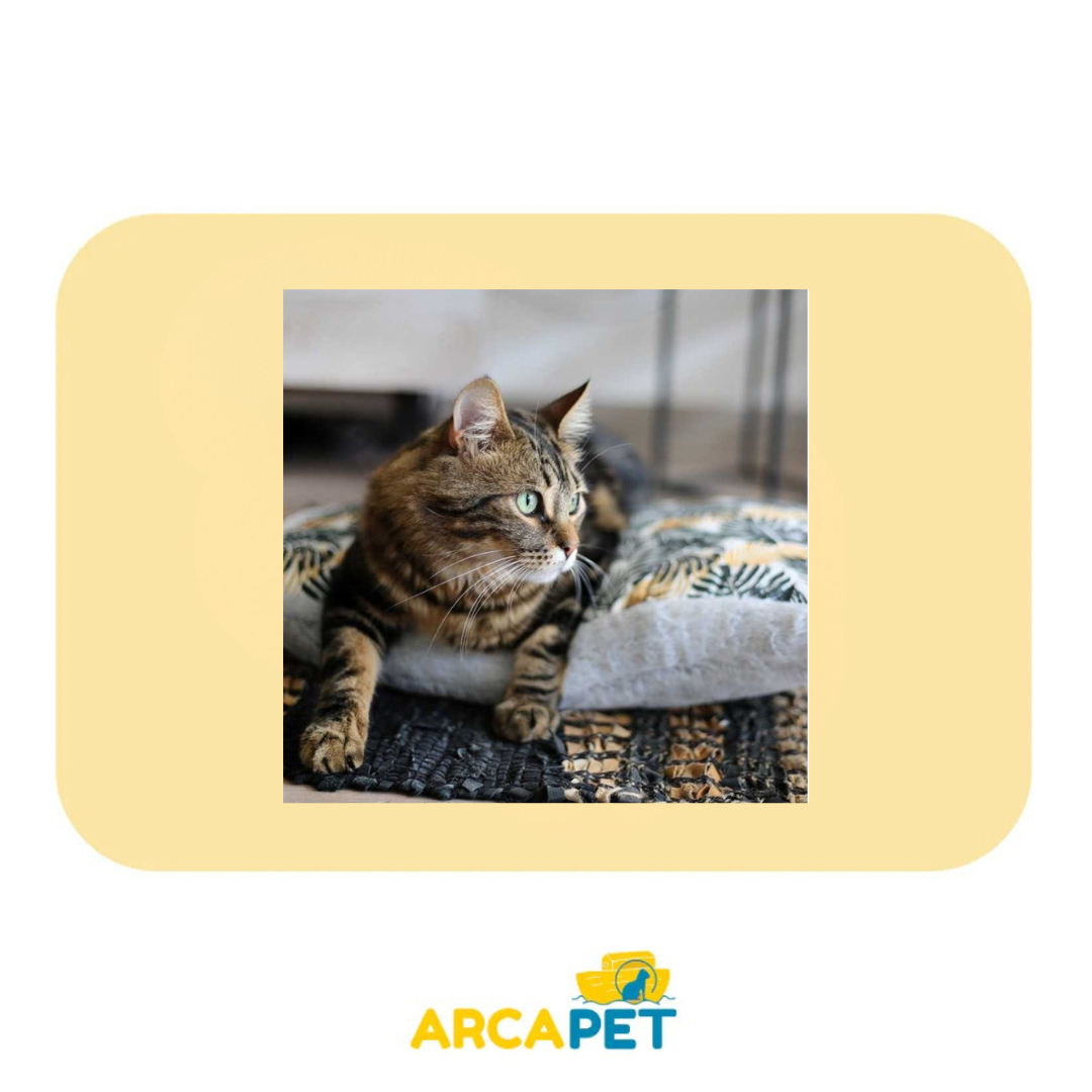 Cama BRNX Colchon Anti estres