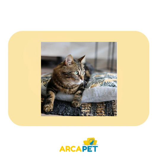 Cama BRNX Colchon Anti estres