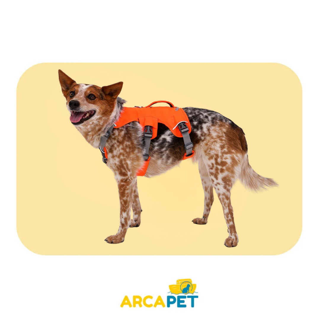 Harness Ruffwear Web Master Blaze Orange Talla M