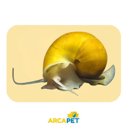 Caracol Manzana